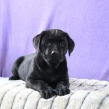 Labrador retriever Puppies Available