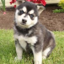 Lovely Pomsky Puppies Puppies