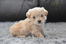 Maltipoo Puppies