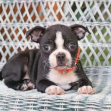 Outgoing Boston Terrier puppies