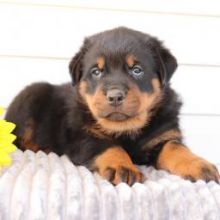 precious Rottweiler puppies