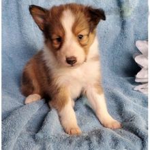 Sheltie Puppies