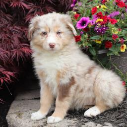 Affectionate Australian Shepherd Puppies Image eClassifieds4u