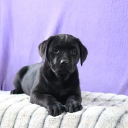Labrador retriever Puppies Available Image eClassifieds4u
