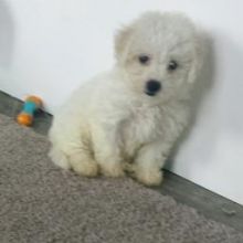 Adorable Bichon Frise Puppies Image eClassifieds4U