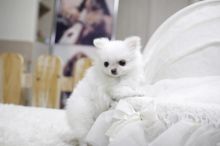 Cute Maltese Puppies Image eClassifieds4U