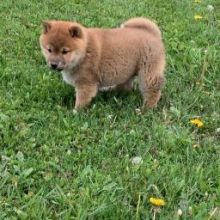 Loving Shiba Inu Puppies Image eClassifieds4U