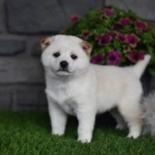 Loving Shiba Inu Puppies Image eClassifieds4U