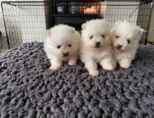 Pomeranian Puppies available Image eClassifieds4U