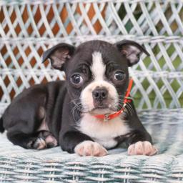 Outgoing Boston Terrier puppies Image eClassifieds4u