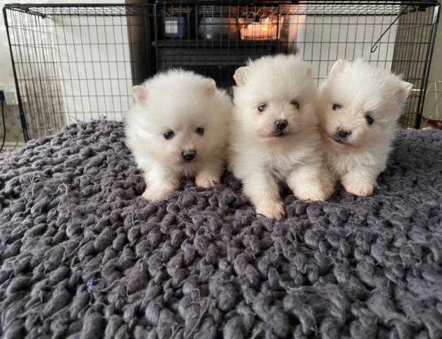 Pomeranian Puppies available Image eClassifieds4u