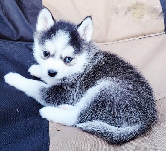 Pomsky Puppies Image eClassifieds4u
