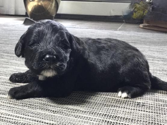 Portuguese Water Dog Puppies Image eClassifieds4u