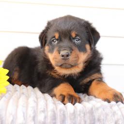 precious Rottweiler puppies Image eClassifieds4u