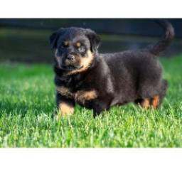 precious Rottweiler puppies Image eClassifieds4u