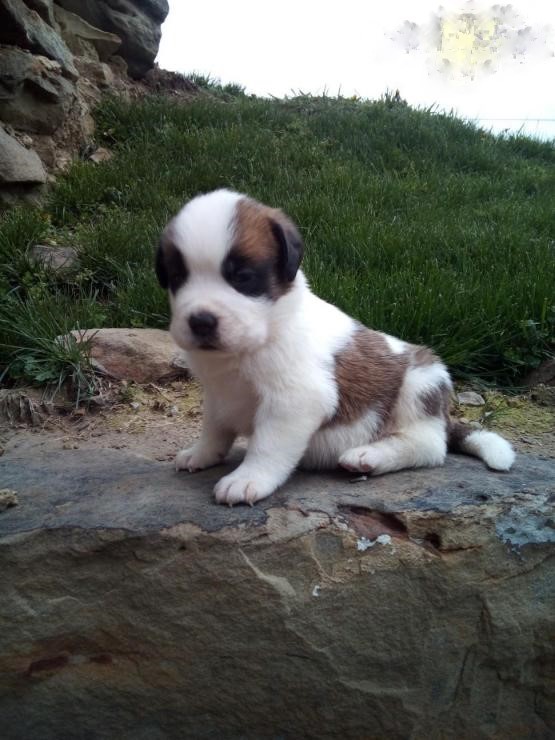 Saint Bernard Puppies Image eClassifieds4u