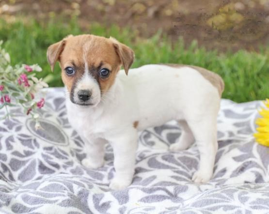 Jack Russell Terrier Puppies Image eClassifieds4u