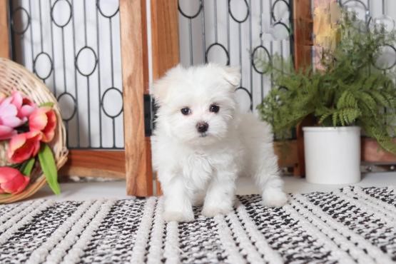 Maltese Puppies Image eClassifieds4u