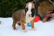 Boxer Puppies