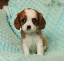 Cavalier King Charles Spaniel Puppies