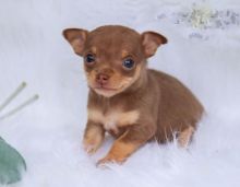 Chihuahua Puppies