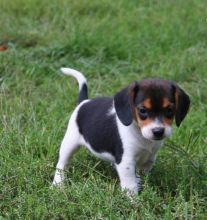 C.K.C MALE AND FEMALE BEAGLE PUPPIES AVAILABLE