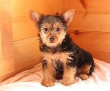 C.K.C MALE AND FEMALE Female YORKSHIRE TERRIER PUPPIES AVAILABLE