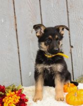 C.K.C MALE AND FEMALE GERMAN SHEPHERD PUPPIES AVAILABLE