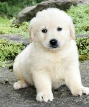 C.K.C MALE AND FEMALE GOLDEN RETRIEVER PUPPIES AVAILABLE