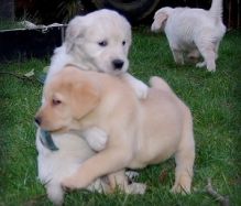 C.K.C MALE AND FEMALE GOLDEN RETRIEVER PUPPIES AVAILABLE