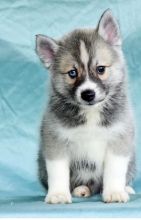 C.K.C MALE AND FEMALE POMSKY PUPPIES AVAILABLE