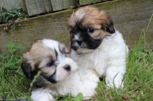 C.K.C MALE AND FEMALE SHIH TZU PUPPIES AVAILABLE