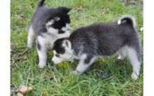 C.K.C MALE AND FEMALE SIBERIAN HUSKY PUPPIES AVAILABLE