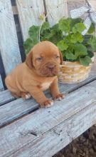 Dogue de Bordeaux Puppies