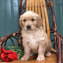 Golden Retriever Puppies