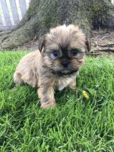 Shorkie Puppies