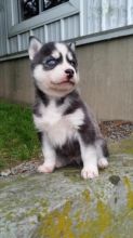 Siberian Husky Puppies