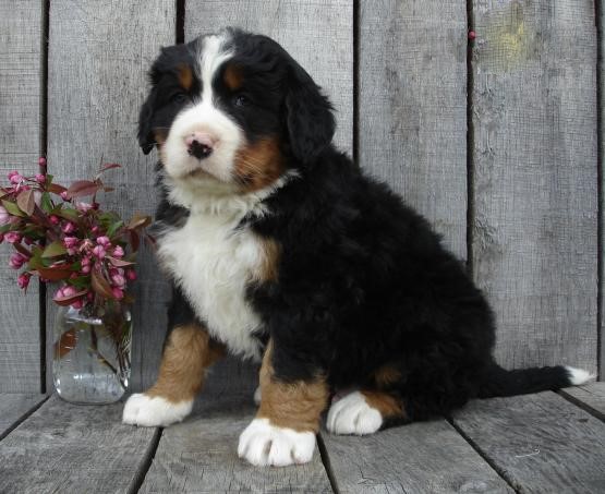 Bernese Mountain Puppies Image eClassifieds4u