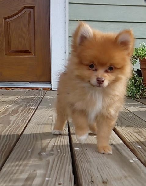 C.K.C MALE AND FEMALE POMERANIAN PUPPIES AVAILABLE Image eClassifieds4u