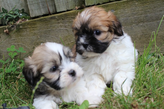 C.K.C MALE AND FEMALE SHIH TZU PUPPIES AVAILABLE Image eClassifieds4u