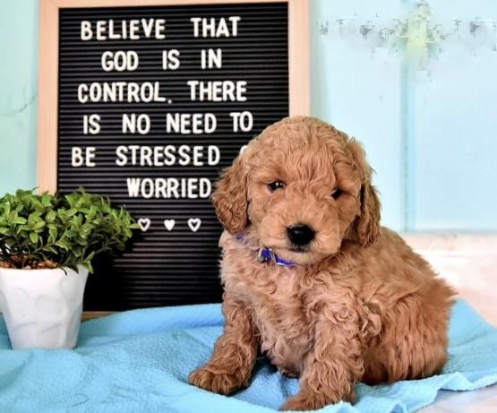 Goldendoodle Puppies Image eClassifieds4u