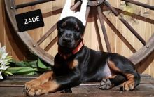 Doberman Puppies Image eClassifieds4U