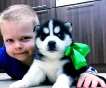 Cute and adorable siberian husky pups available