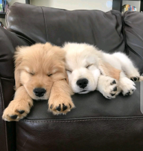 Adorable Golden Retriever Puppies