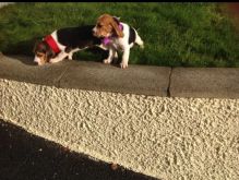 Boy and girl beagle puppies for adoption