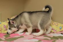 Home Trained Siberian Husky Puppies