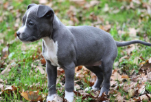 Pitbull puppy for adoption