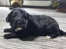 Portuguese Water Dog Puppies