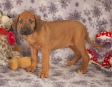 Rhodesian Ridgeback Puppies