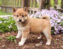 Shiba Inu Puppies